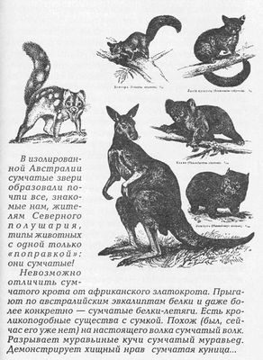 весь весь