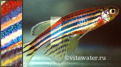 arowana arowana