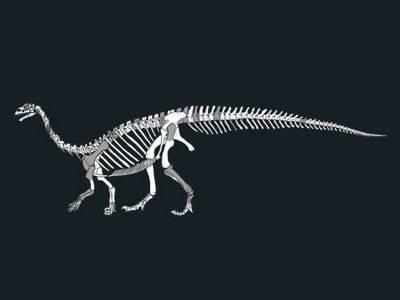sefapanosaurus sefapanosaurus
