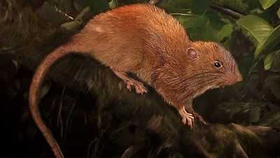 uromys uromys