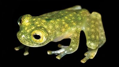 glassfrog glassfrog