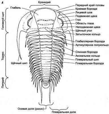 трилобит