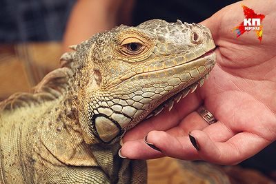 iguanid iguanid