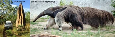 муравьед