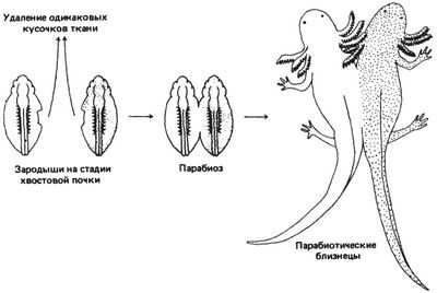 геном аксолотля
