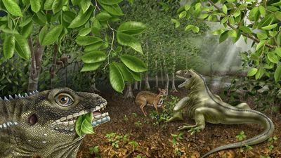 Gueragama sulamericana Gueragama sulamericana