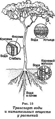 корень